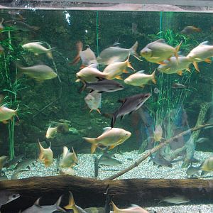 Various Exhibits at the beijing aquarium