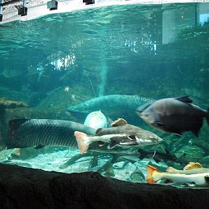Various Exhibits at the beijing aquarium