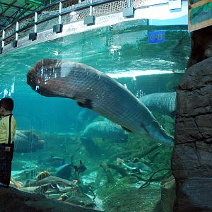Various Exhibits at the beijing aquarium
