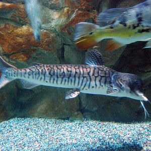 Various Exhibits at the beijing aquarium