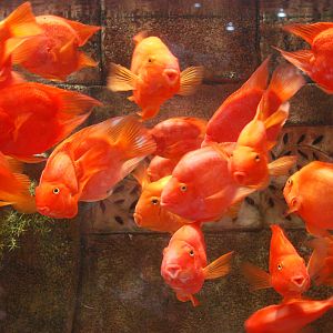 Various Exhibits at the beijing aquarium