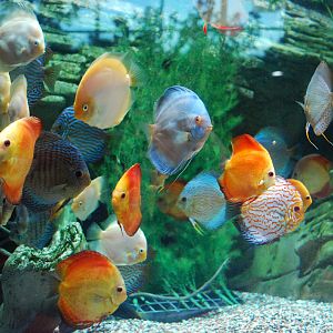 Various Exhibits at the beijing aquarium