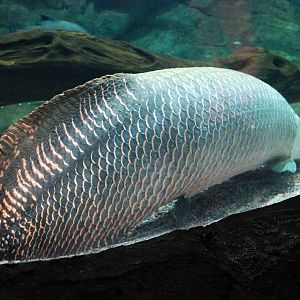 Various Exhibits at the beijing aquarium