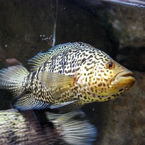 Various Exhibits at the beijing aquarium