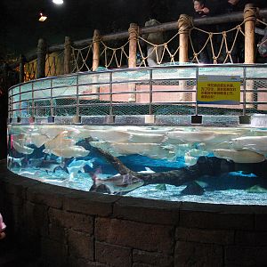 Various Exhibits at the beijing aquarium
