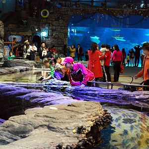 Various Exhibits at the beijing aquarium
