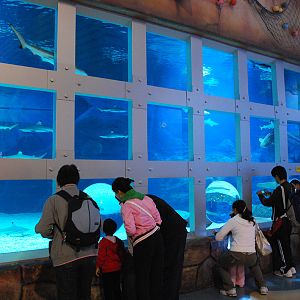 Various Exhibits at the beijing aquarium