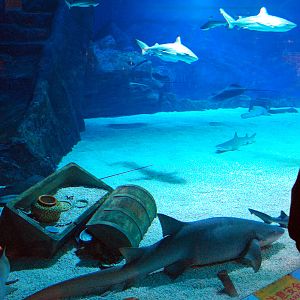 Various Exhibits at the beijing aquarium