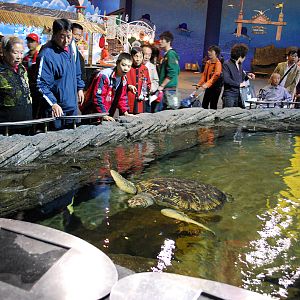Various Exhibits at the beijing aquarium