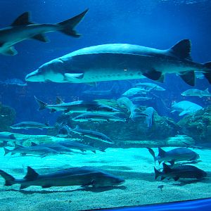 Various Exhibits at the beijing aquarium