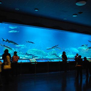 Various Exhibits at the beijing aquarium