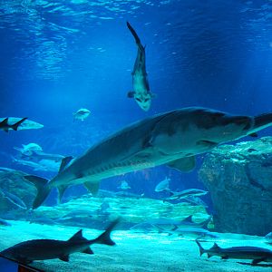 Various Exhibits at the beijing aquarium