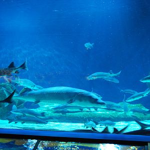 Various Exhibits at the beijing aquarium