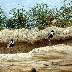 Various pictures of Kuwait Scienctific Centre