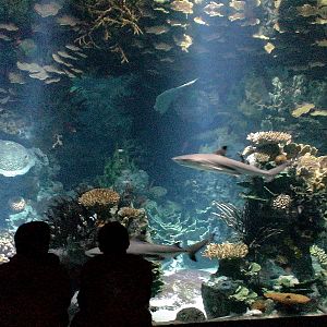 Various pictures of Kuwait Scienctific Centre