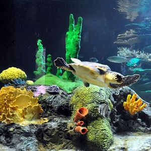 Various Pictures of Oceanario de Lisboa