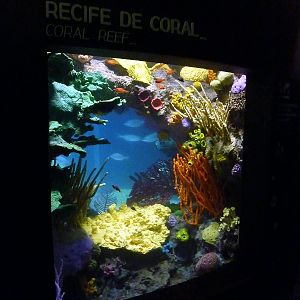 Various Pictures of Oceanario de Lisboa