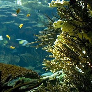 Various Pictures of Oceanario de Lisboa