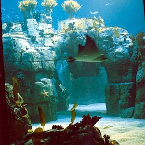 Various Pictures of Oceanario de Lisboa