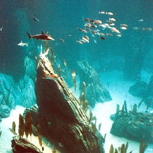 Various Pictures of Oceanario de Lisboa