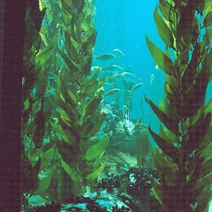 Various Pictures of Oceanario de Lisboa