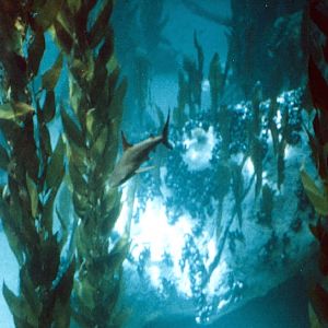 Various Pictures of Oceanario de Lisboa