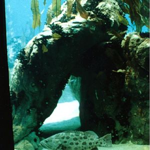 Various Pictures of Oceanario de Lisboa