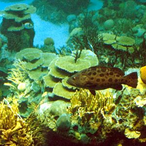 Various Pictures of Oceanario de Lisboa