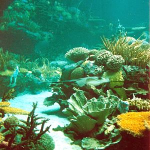 Various Pictures of Oceanario de Lisboa