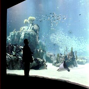 Various Pictures of Oceanario de Lisboa