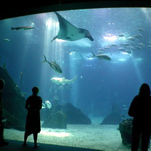 Various Pictures of Oceanario de Lisboa