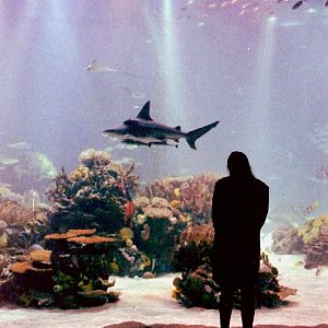 Various Pictures of Oceanario de Lisboa