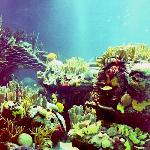 Various Pictures of Oceanario de Lisboa