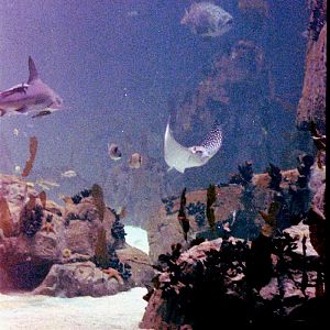 Various Pictures of Oceanario de Lisboa