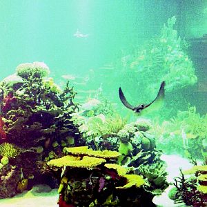 Various Pictures of Oceanario de Lisboa