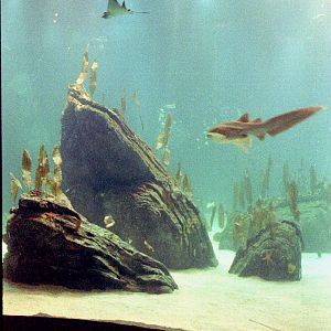 Various Pictures of Oceanario de Lisboa