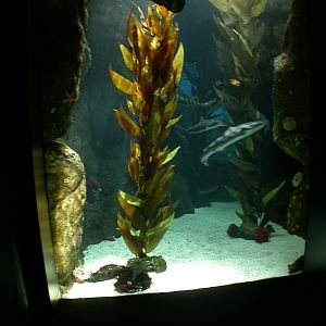 Various Pictures of Oceanario de Lisboa