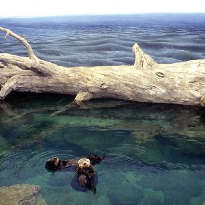 Various Pictures of Oceanario de Lisboa