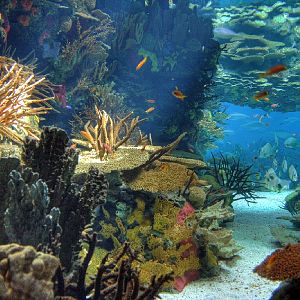 Various Pictures of Oceanario de Lisboa