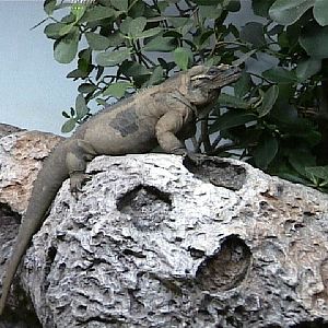 Various pictures of the Rotterdam Aquarium