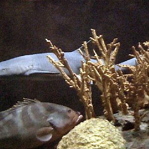 Various pictures of the Rotterdam Aquarium