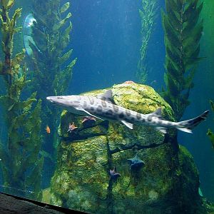 Various pictures of the Rotterdam Aquarium