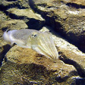 Various pictures of the Rotterdam Aquarium