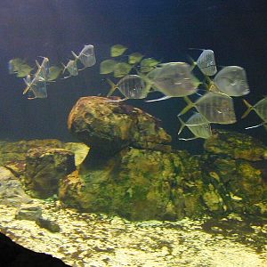 Various pictures of the Rotterdam Aquarium