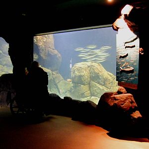 Various pictures of the Rotterdam Aquarium