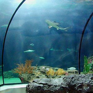 Various pictures of the Rotterdam Aquarium