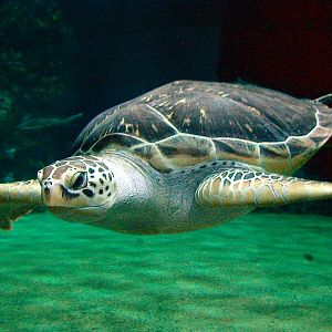 Various pictures of the Rotterdam Aquarium