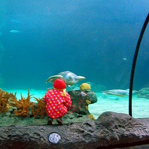 Various pictures of the Rotterdam Aquarium