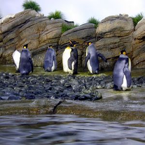 Various pictures of the Rotterdam Aquarium