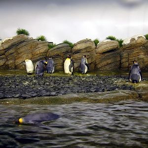 Various pictures of the Rotterdam Aquarium